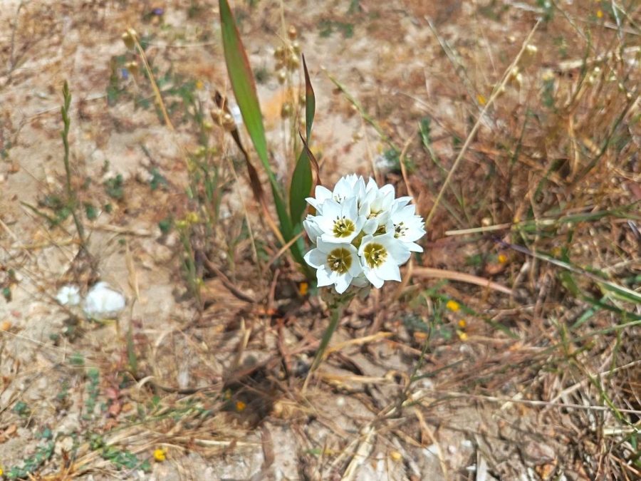 0 Bedroom Property for Sale in Fisherhaven Western Cape